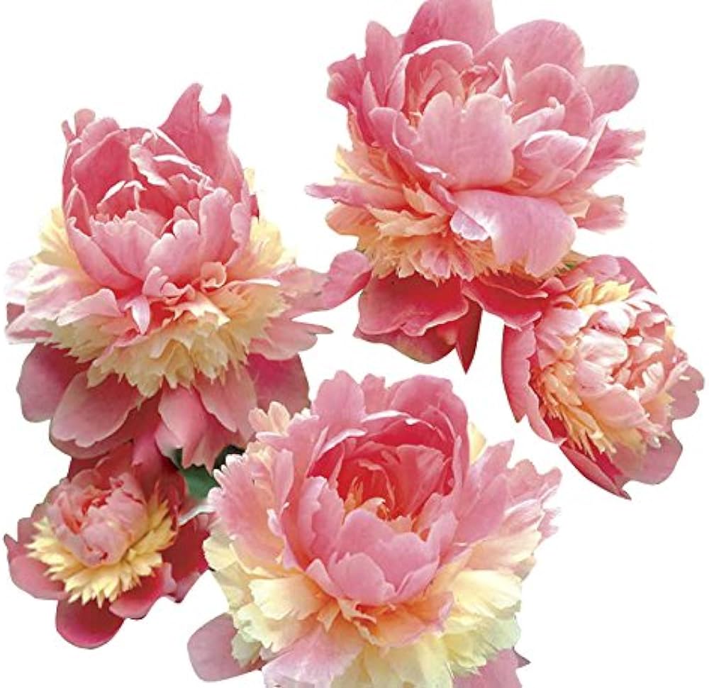 Double Blooms Peony 'Sorbet' seeds producing lush, heirloom peony flowers with layered pink and white petals in a sorbet-like swirl